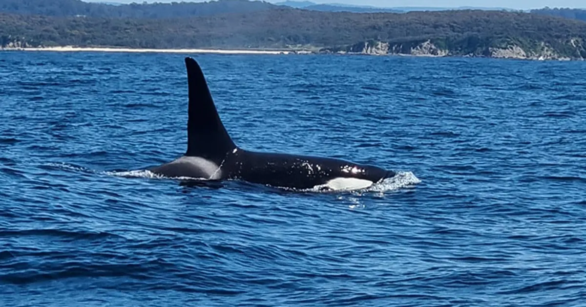 Australian couple film ‘lucky’ close encounter with pod of killer whales