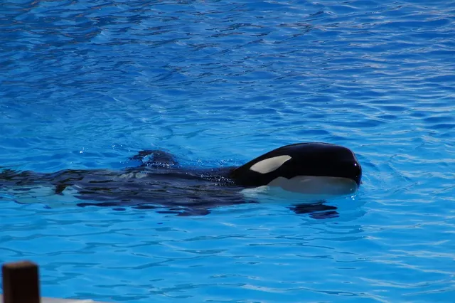 Pods of free swimming orcas