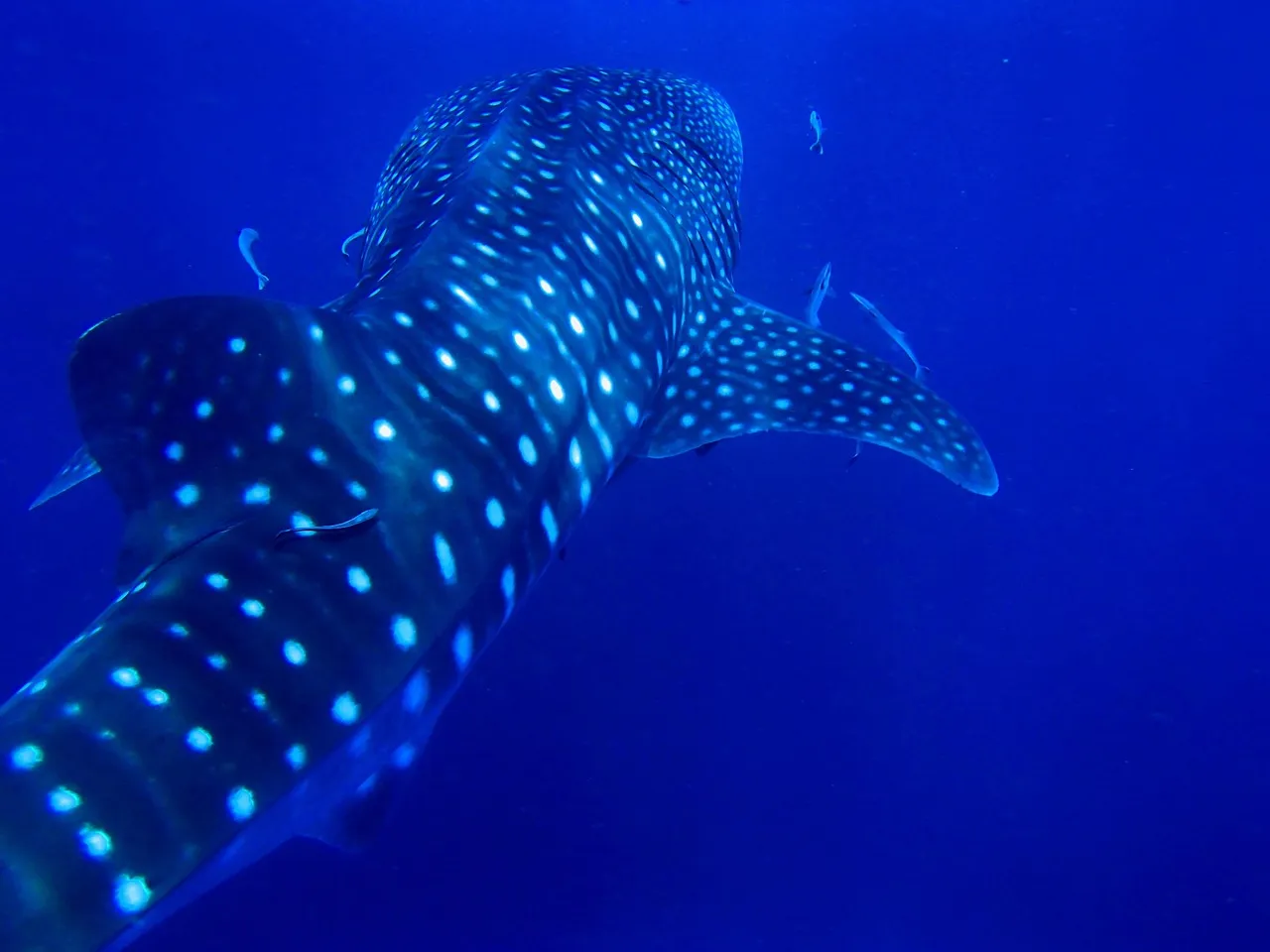 Australian couple film 'lucky' close encounter with pod of killer whales Pods of free swimming orcas