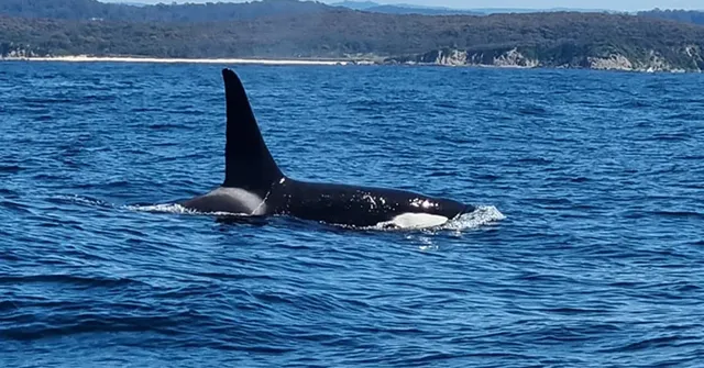 Rick Carlson spent around an hour with the orcas as they playfully swum around their boat. 