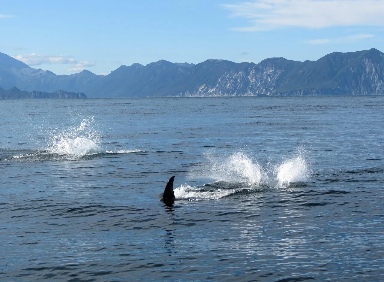 Australian couple film 'lucky' close encounter with pod of killer whales Rick Carlson spent around an hour with the orcas as they playfully swum around their boat.