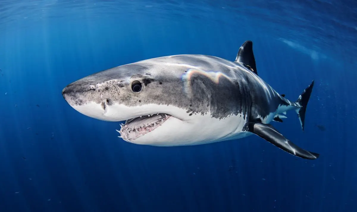 Great White Shark can change colour – scientists in stunning discovery | Nature | News